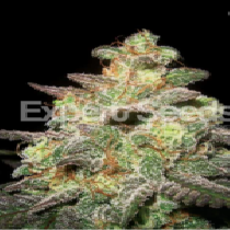 Caramella Auto (Expert Seeds) Cannabis Seeds