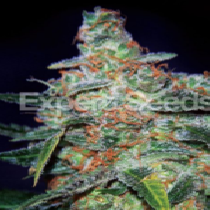 Cheese Auto (Expert Seeds) Cannabis Seeds