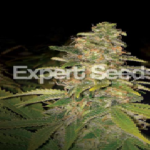 Critical Blue Auto (Expert Seeds) Cannabis Seeds