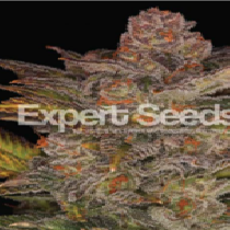 Glueberry Auto (Expert Seeds) Cannabis Seeds