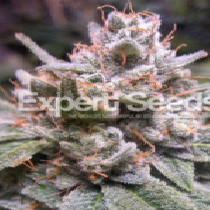 Expert Gorilla Auto (Expert Seeds) Cannabis Seeds