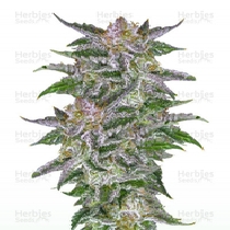 Olympia (Pyramid Seeds)  Cannabis Seeds