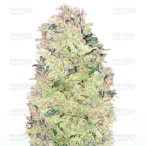 Ramses (Pyramid Seeds)  Cannabis Seeds