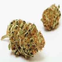 Anesthesia CBD (Pyramid Seeds) Cannabis Seeds