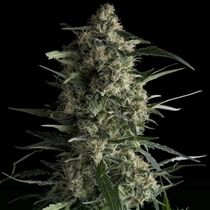 Galaxy CBD (Pyramid Seeds) Cannabis Seeds