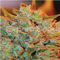 Northern Lights x Big Bud Auto (Expert Seeds) Cannabis Seeds