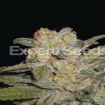Northern Lights Auto (Expert Seeds) Cannabis Seeds