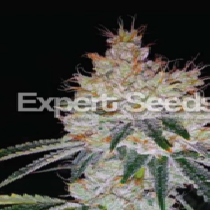 OGesus Auto (Expert Seeds) Cannabis Seeds
