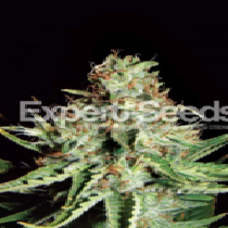 Sweet Cream Auto (Expert Seeds) Cannabis Seeds