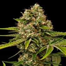 Black Cherry OG (Grand Daddy Purp Seeds) Cannabis Seeds