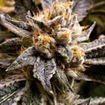 Confidential Purp (Grand Daddy Purp Seeds) Cannabis Seeds