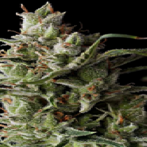 The Funk (Grand Daddy Purp Seeds) Cannabis Seeds