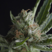 Shark CBD (Pyramid Seeds) Cannabis Seeds