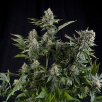 White Widow CBD (Pyramid Seeds) Cannabis Seeds
