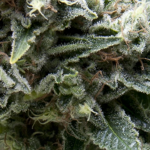 New York City CBD Auto (Pyramid Seeds) Cannabis Seeds