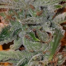 Amnesia Hazy Jones (Connoisseur Genetics Seeds) Cannabis Seeds