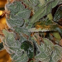 Chemdog Haze  (Connoisseur Genetics Seeds) Cannabis Seeds