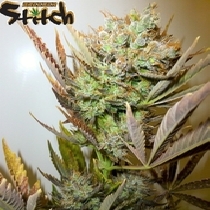 Ace (Flash Auto Seeds) Cannabis Seeds