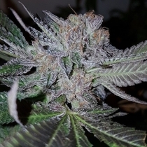 Grandoggy Jones  (Connoisseur Genetics Seeds) Cannabis Seeds