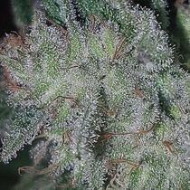 Grandoggy Purps Haze  (Connoisseur Genetics Seeds) Cannabis Seeds