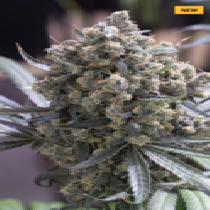 Green Crack Fast Flowering (Humboldt Seeds) Cannabis Seeds