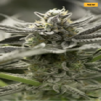 OGKZ Fast Flowering (Humboldt seeds) Cannabis Seeds
