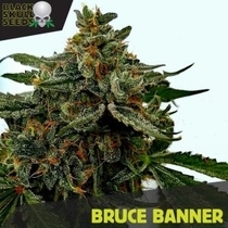 Bruce Banner (Black Skull Seeds) Cannabis Seeds