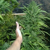Amazing Cherry (Flash Auto Seeds) Cannabis Seeds