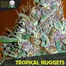 Tropical Nuggets (aka fruity pebbles) (Black Skull Seeds) Cannabis Seeds