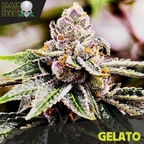 Gelato (Black Skull Seeds) Cannabis Seeds