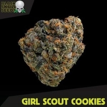 Girl Scout Cookies (Black Skull Seeds) Cannabis Seeds