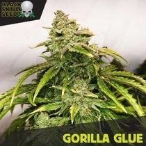 Gorilla Glue (Black Skull Seeds) Cannabis Seeds