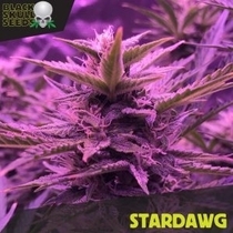 Stardawg (Black Skull Seeds) Cannabis Seeds