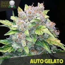 Auto Gelato (Black Skull Seeds) Cannabis Seeds