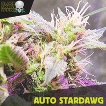 Auto Stardawg (Black Skull Seeds) Cannabis Seeds