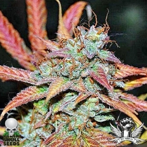Auto Zkittlez (Black Skull Seeds) Cannabis Seeds
