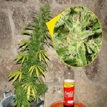 Annapurna SuperAuto (Flash Auto Seeds) Cannabis Seeds