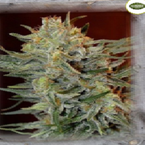 Amnesia Lemon Kush (Garden of Green Seeds) Cannabis Seeds