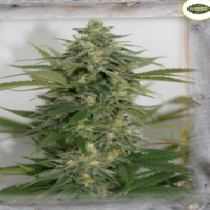 Amnesia Lemon Pie (Garden of Green Seeds) Cannabis Seeds