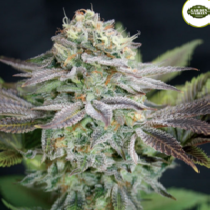 Blue Dream (Garden of Green Seeds) Cannabis Seeds
