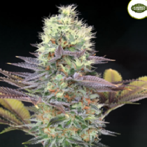 Cali Bay Dream (Garden of Green Seeds) Cannabis Seeds