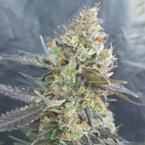 Candyland (Garden of Green Seeds) Cannabis Seeds