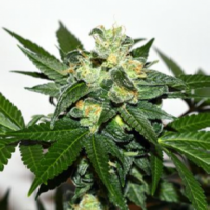Citrus Paradisi (Garden of Green Seeds) Cannabis Seeds