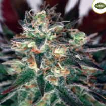 Critical Relief CBD (Garden of Green Seeds) Cannabis Seeds