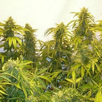 Black Samba SuperAuto By Stitch (Flash Auto Seeds) Cannabis Seeds