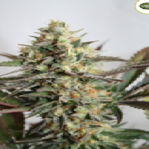 Dresden Green Diamond (Garden of Green Seeds) Cannabis Seeds
