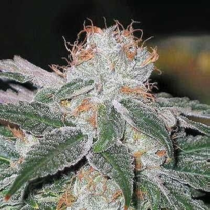 Dubble Bubble (Garden of Green Seeds) Cannabis Seeds