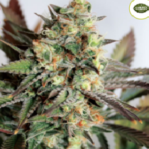 Girl Scout Cookies (Garden of Green Seeds) Cannabis Seeds