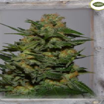 Green Crack (Garden of Green Seeds) Cannabis Seeds