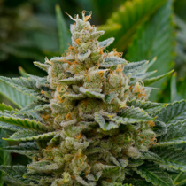 Guava (Garden of Green Seeds) Cannabis Seeds